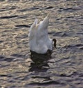 Large Swan Eating off Botton of the Lake