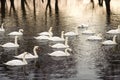 Large swarm of swans on the river Royalty Free Stock Photo