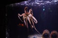 Large swimming octopus underwater in an aquarium