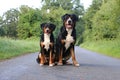large Swiss mountain dog sits next to a small Appenzeller mountain dog on a street