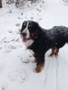 A large Swiss shepherd dog walks along the winter paths in the Park