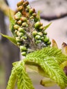 Large swollen buds of future flowers on chestnuts with young leafs Royalty Free Stock Photo