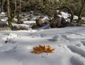 A large sycamore leaf lies on white snow in a forest in Greece Royalty Free Stock Photo