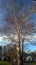 Sycamore tree