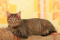 A large tabby cat, a badger, sits in a high place in the kitchen and watches everyone.