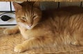 Large Tabby Cat Laying Down on a Wrought Iron Bottom Wicker Shelf