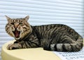 A large tabby cat lies on a green table