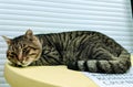 A large tabby cat lies on a green table