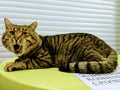 A large tabby cat lies on a green table