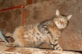 A large tabby cat named Behemoth