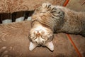 A large tabby cat named Behemoth