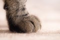 Large Tabby Cat's Paw