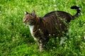 A large tabby cat is sitting in the grass.