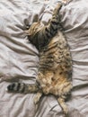 Large tabby cat sleeps on its back with its paw hugging a blanket