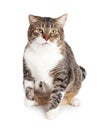 Large Tabby Cat On White Background