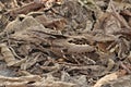 Large-tailed C a camouflaged in the forest