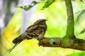 Large-tailed Nightjar bird on branch