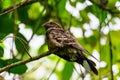 Large-tailed Nightjar bird on branch