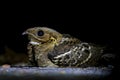 Large-tailed Nightjar Caprimulgus macrurus Birds at Night Royalty Free Stock Photo