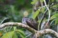 large-tailed nightjar (Caprimulgus macrurus) Queensland, Australia Royalty Free Stock Photo