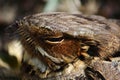 Large-tailed Nightjar Royalty Free Stock Photo