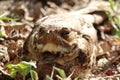 Large-tailed Nightjar Royalty Free Stock Photo