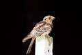 Large-tailed nightjar A night bird on pillar Royalty Free Stock Photo