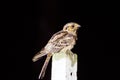 Large-tailed nightjar A night bird on pillar