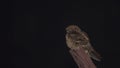 Large-tailed Nightjar on Wooden Post