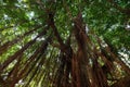 Large tall banyan trees with long brown aerial roots hairs