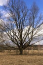 Large tall oak tree without leaves against the blue sky and yellow autumn grass - autumn landscape, countryside