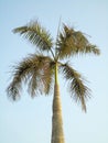 large and tall palm trees under a clear sky