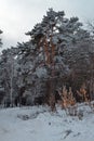 large tall red pine trees in white snow in the winter cold forest, siberia russia, Royalty Free Stock Photo