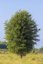 Large, Tall Tree In A Field