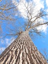Large tall Cottonwood Poplar tree at Stewart Park under winter blue sky Royalty Free Stock Photo