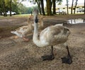 A close-up of a beguiling trumpeter swan in the summertime Royalty Free Stock Photo