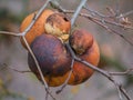 Large Tan and Brown Oak Galls