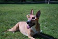 Large tan mongrel dog with white chest, wearing pumpkin glasses for Halloween, lying on the lawn. Concept pets, animals, dogs in