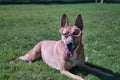 Large tan mongrel dog with white chest, wearing pumpkin glasses for Halloween, lying on the lawn. Concept pets, animals, dogs in