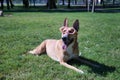 Large tan mongrel dog with white chest, wearing pumpkin glasses for Halloween, lying on the lawn. Concept pets, animals, dogs in Royalty Free Stock Photo