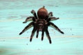 Large tarantula on a beautiful background