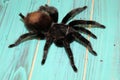 Large tarantula on a beautiful background