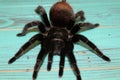 Large tarantula on a beautiful background