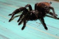 Large tarantula on a blue background