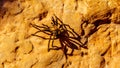 Large Tarantula crawling on a rock at the top of the Canyon Overlook Trail in Zion National Park, Utah