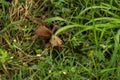 Large Tarantula Walks Through Thick Grass Royalty Free Stock Photo