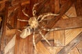 Large tarantula on the wall of rough planed planks. Statue Huge spider made of wood. Brown toy spider on the wooden floor. Selecti