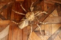 Large tarantula on the wall of rough planed planks. Statue Huge spider made of wood. Brown toy spider on the wooden floor. Selecti