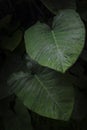Large taro or Colocasia esculenta, leafy tropical plant