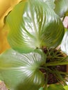 Large taro leaf ornamental plant